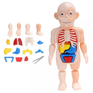 3D DIY Puzzle Human Body Anatomy