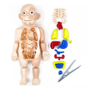 3D DIY Puzzle Human Body Anatomy