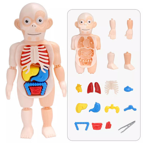 3D DIY Puzzle Human Body Anatomy