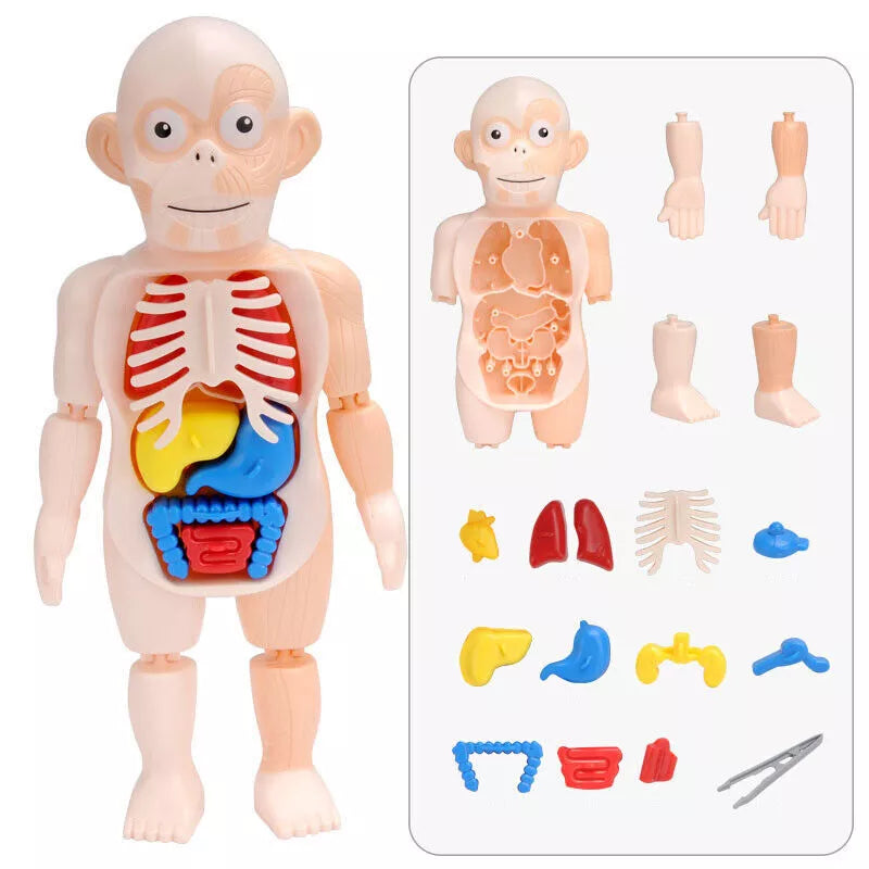 3D DIY Puzzle Human Body Anatomy