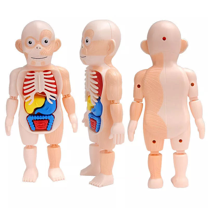 3D DIY Puzzle Human Body Anatomy