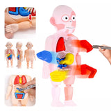 3D DIY Puzzle Human Body Anatomy