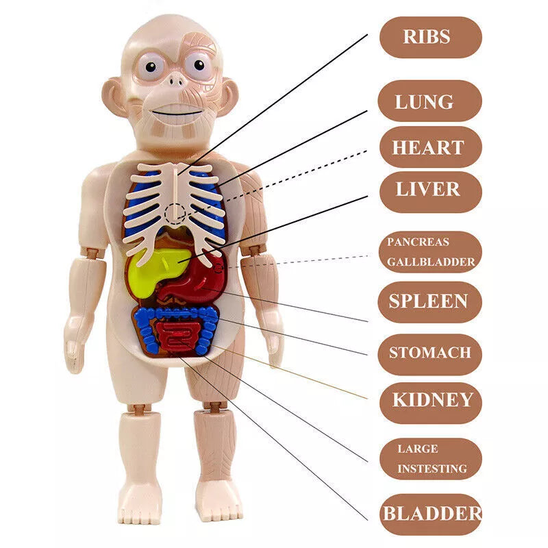 3D DIY Puzzle Human Body Anatomy