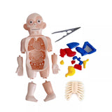 3D DIY Puzzle Human Body Anatomy